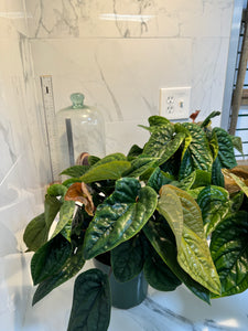 Anthurium Radicans x Luxurians