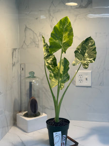 Alocasia Macrorrhiza Variegata #47