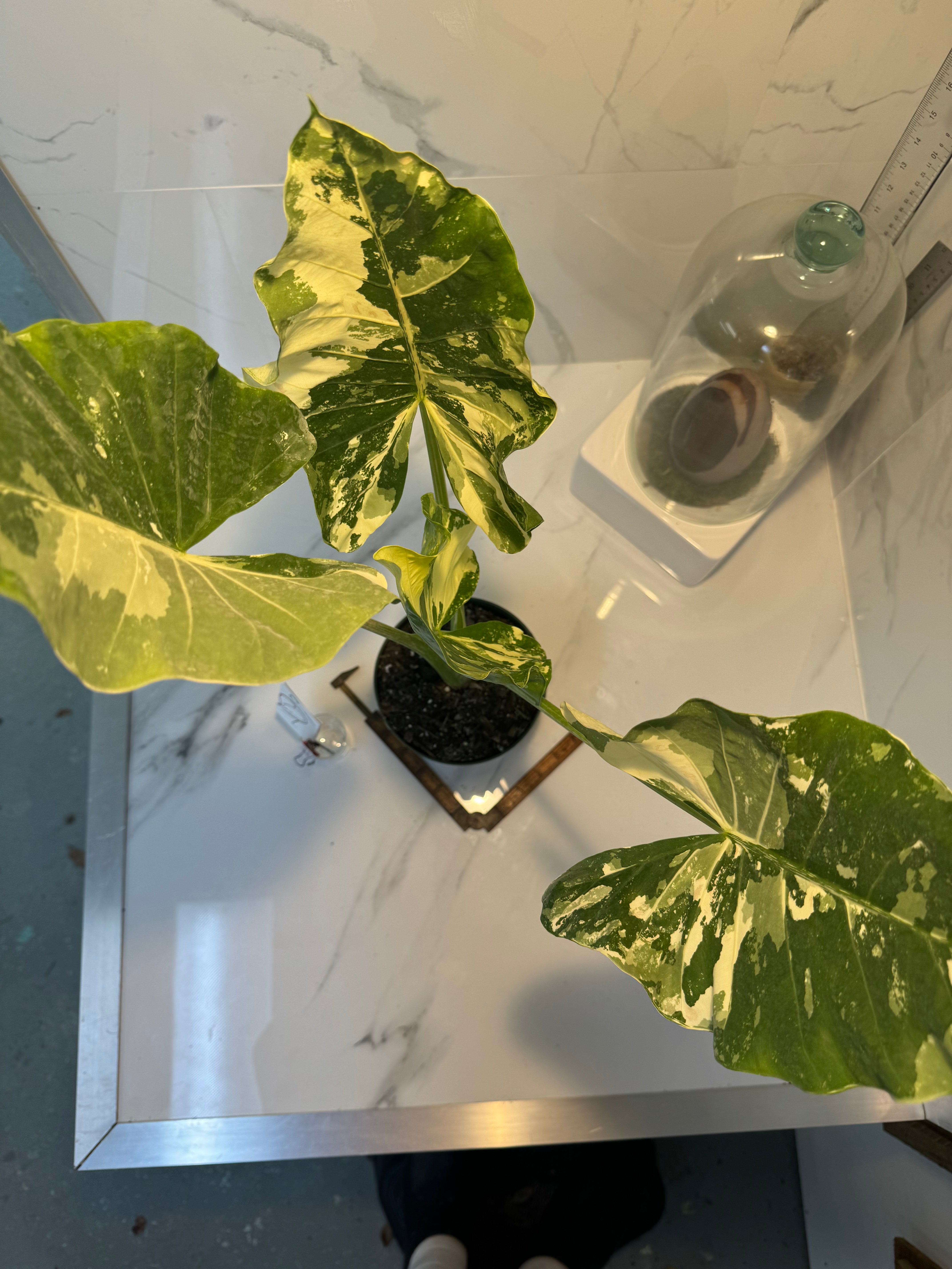 Alocasia Macrorrhiza Variegata #47