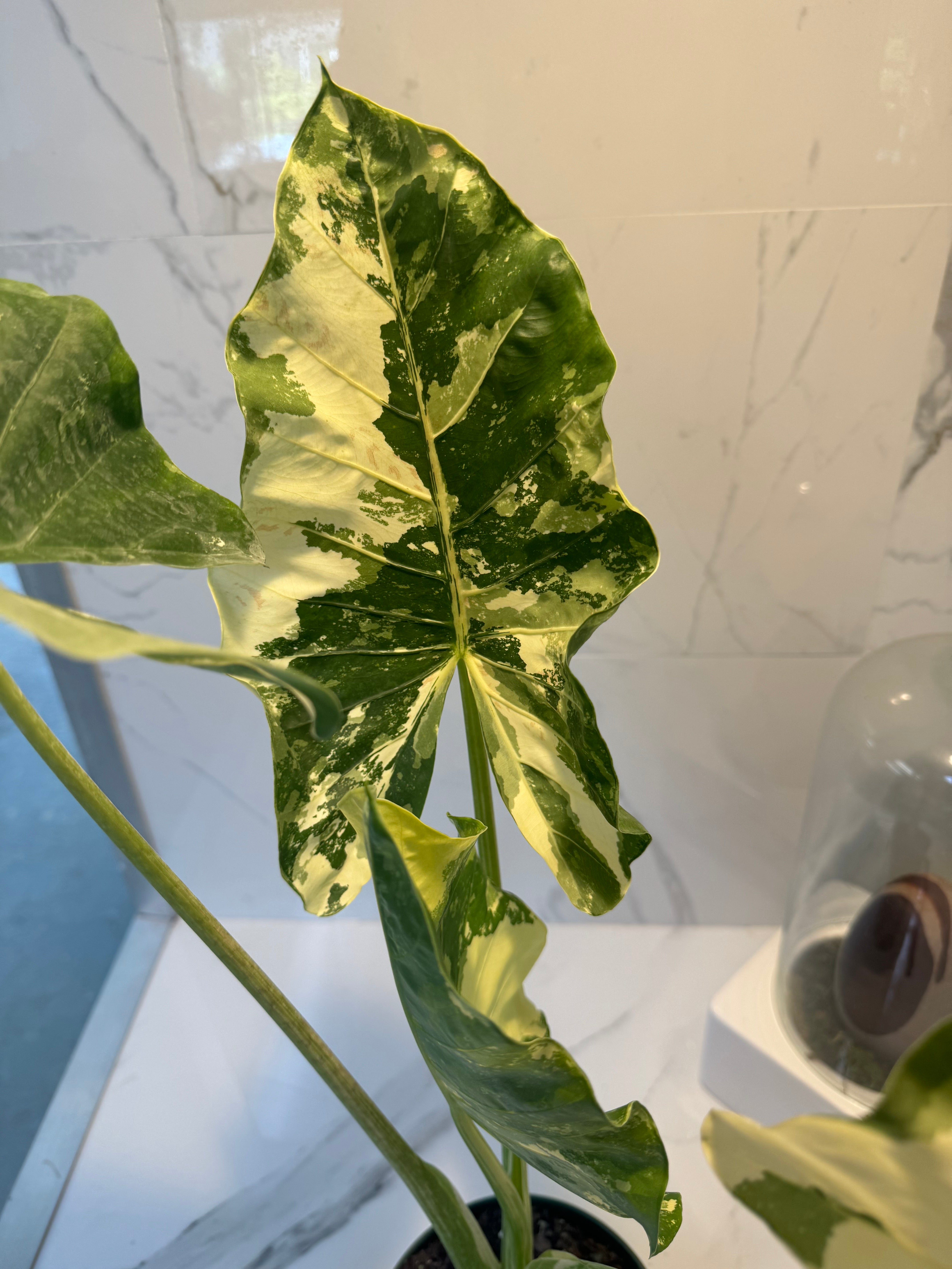 Alocasia Macrorrhiza Variegata #47