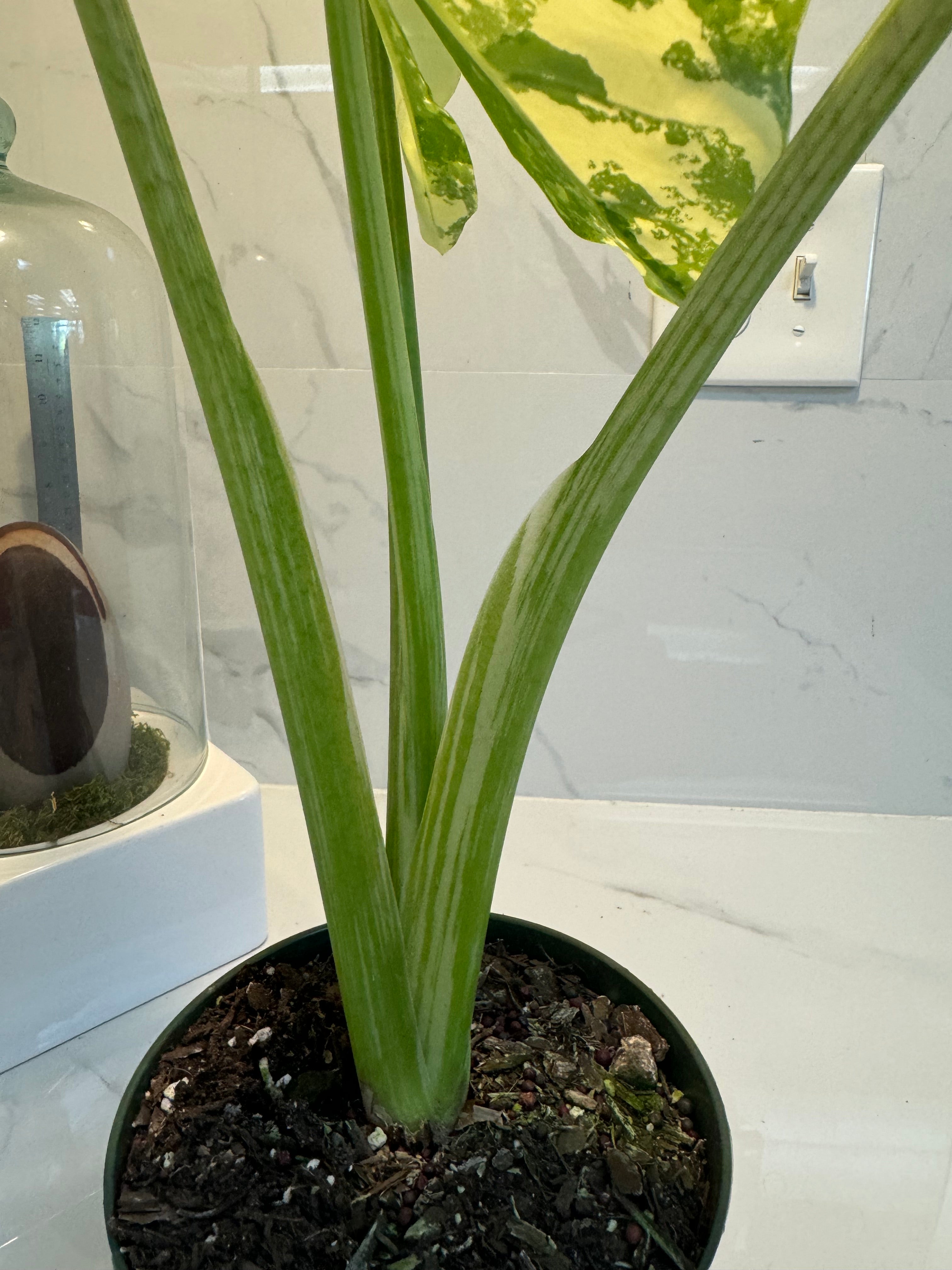 Alocasia Macrorrhiza Variegata #47