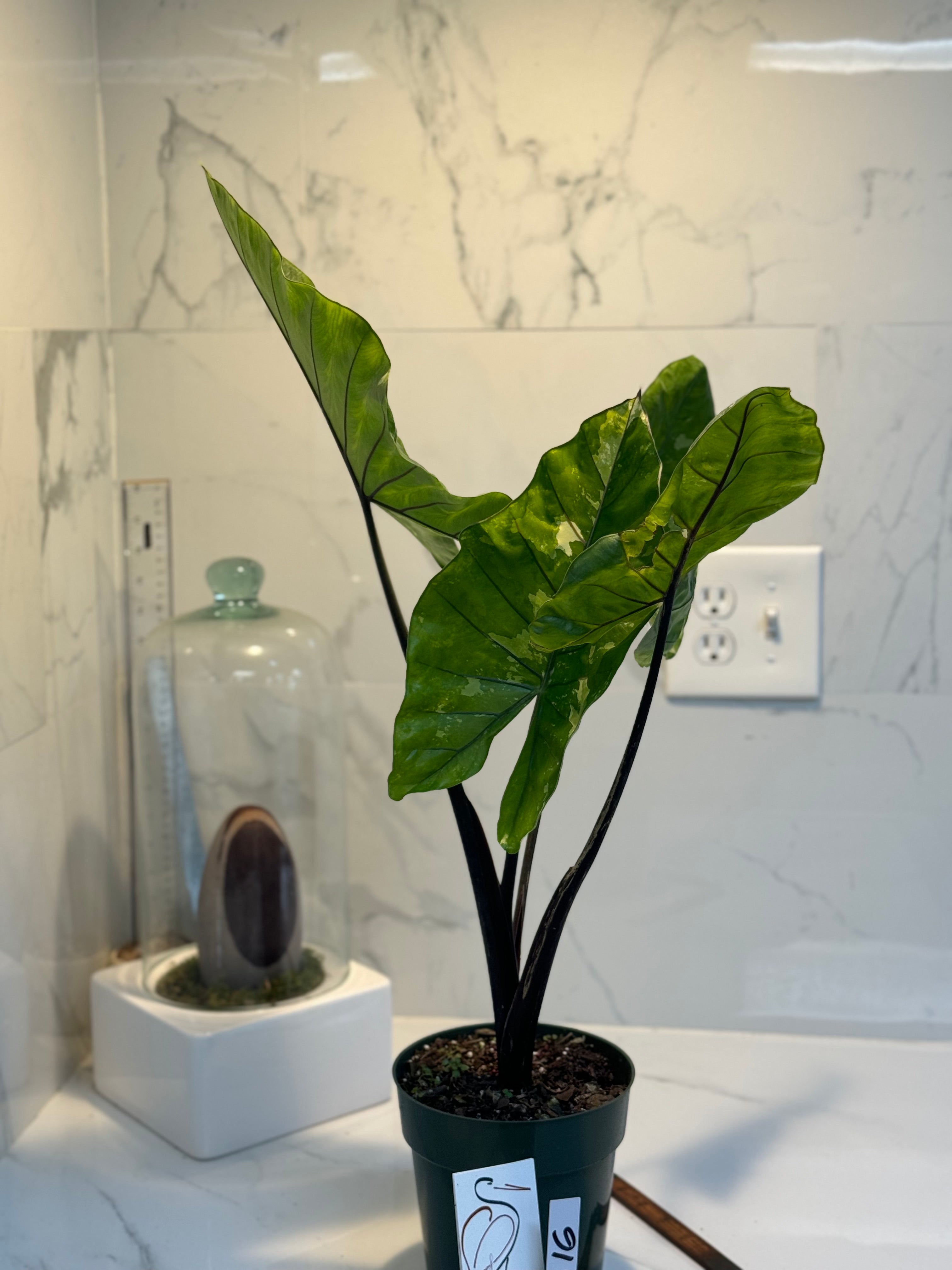 Alocasia Black Stems Variegata #16