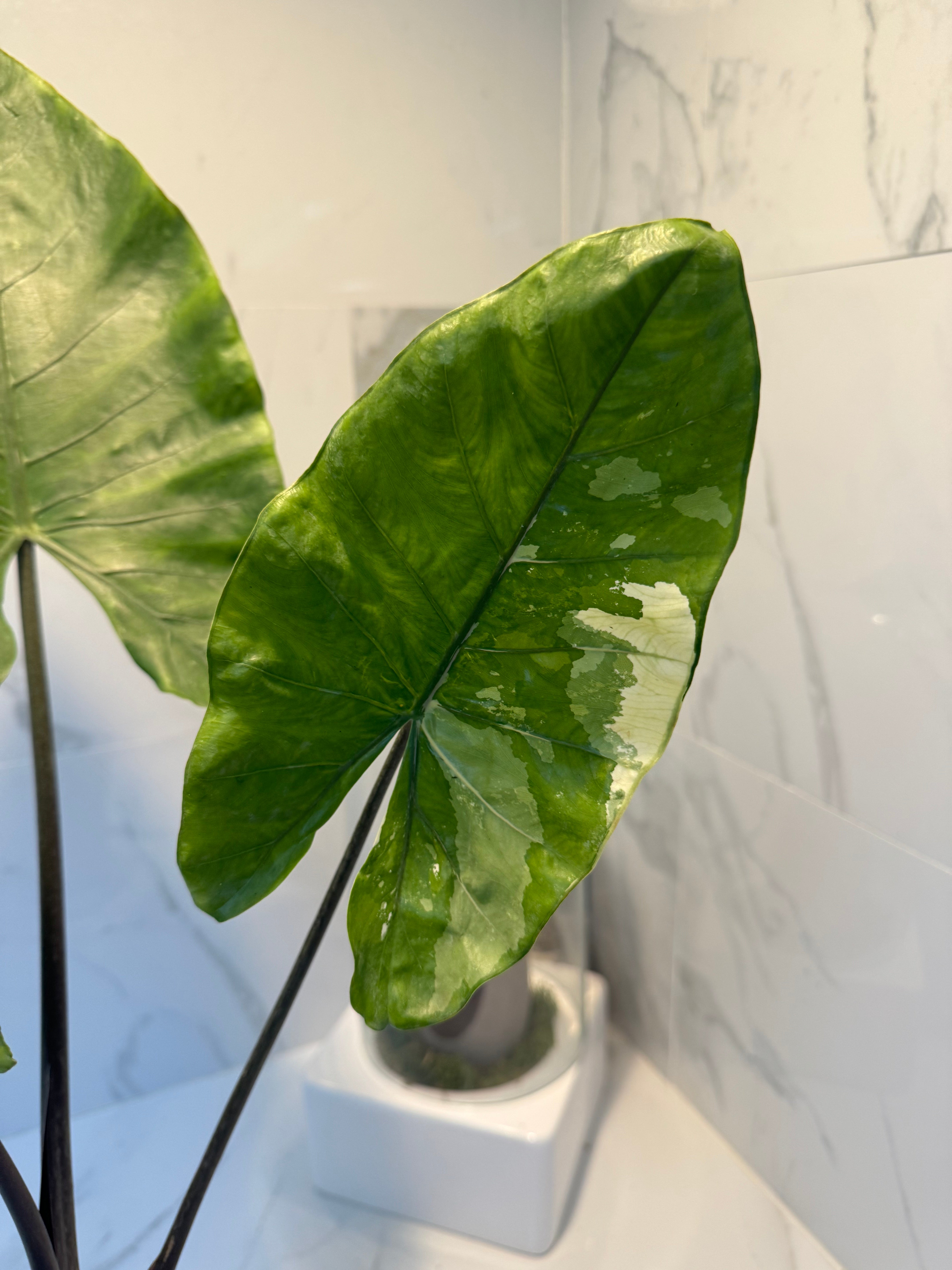 Alocasia Black Stems Variegata #16