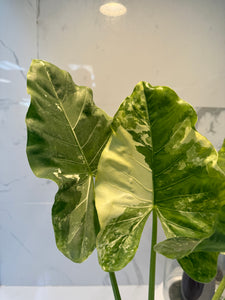 Alocasia Macrorrhiza Variegata #48