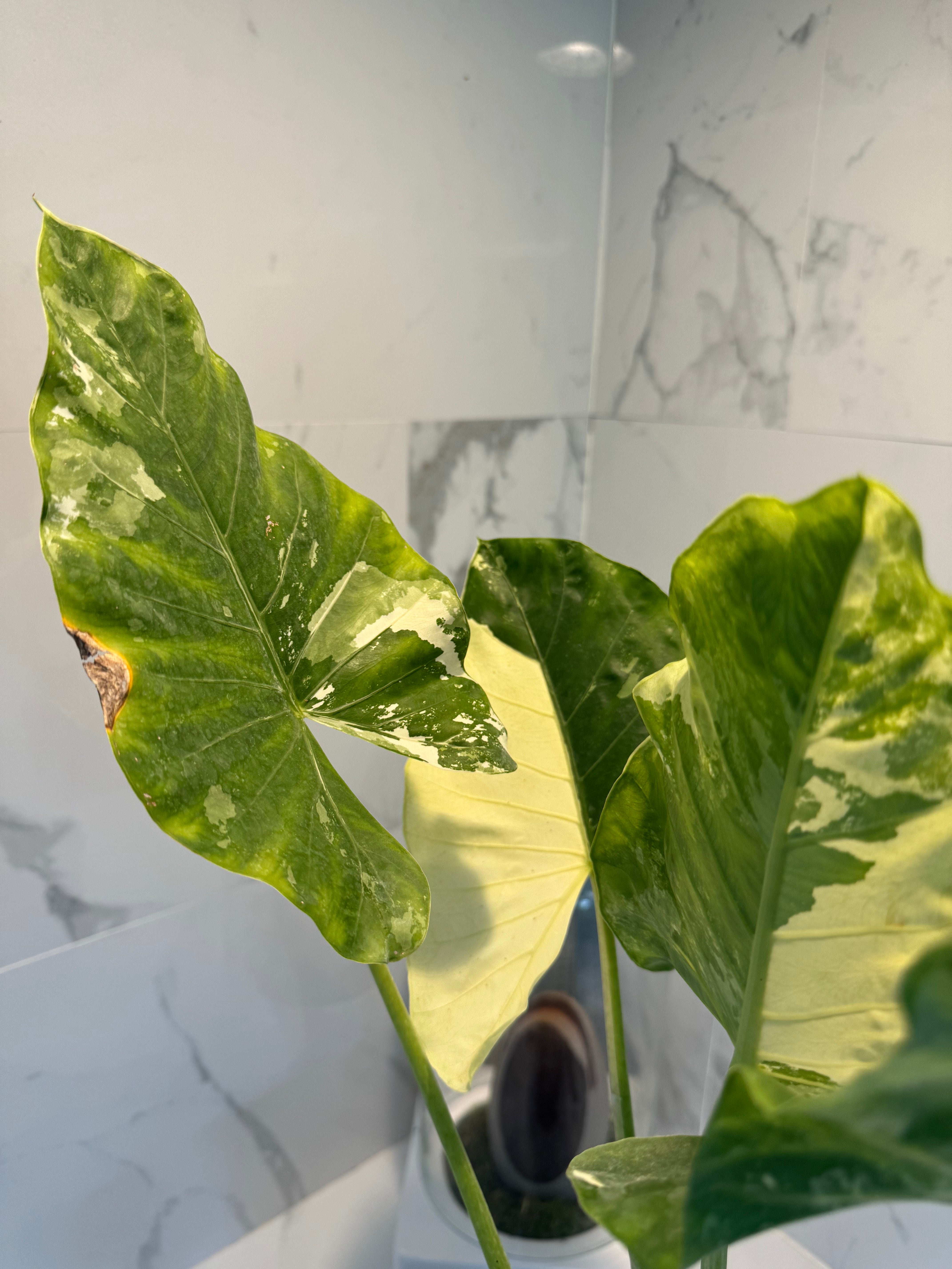 Alocasia Macrorrhiza Variegata #48