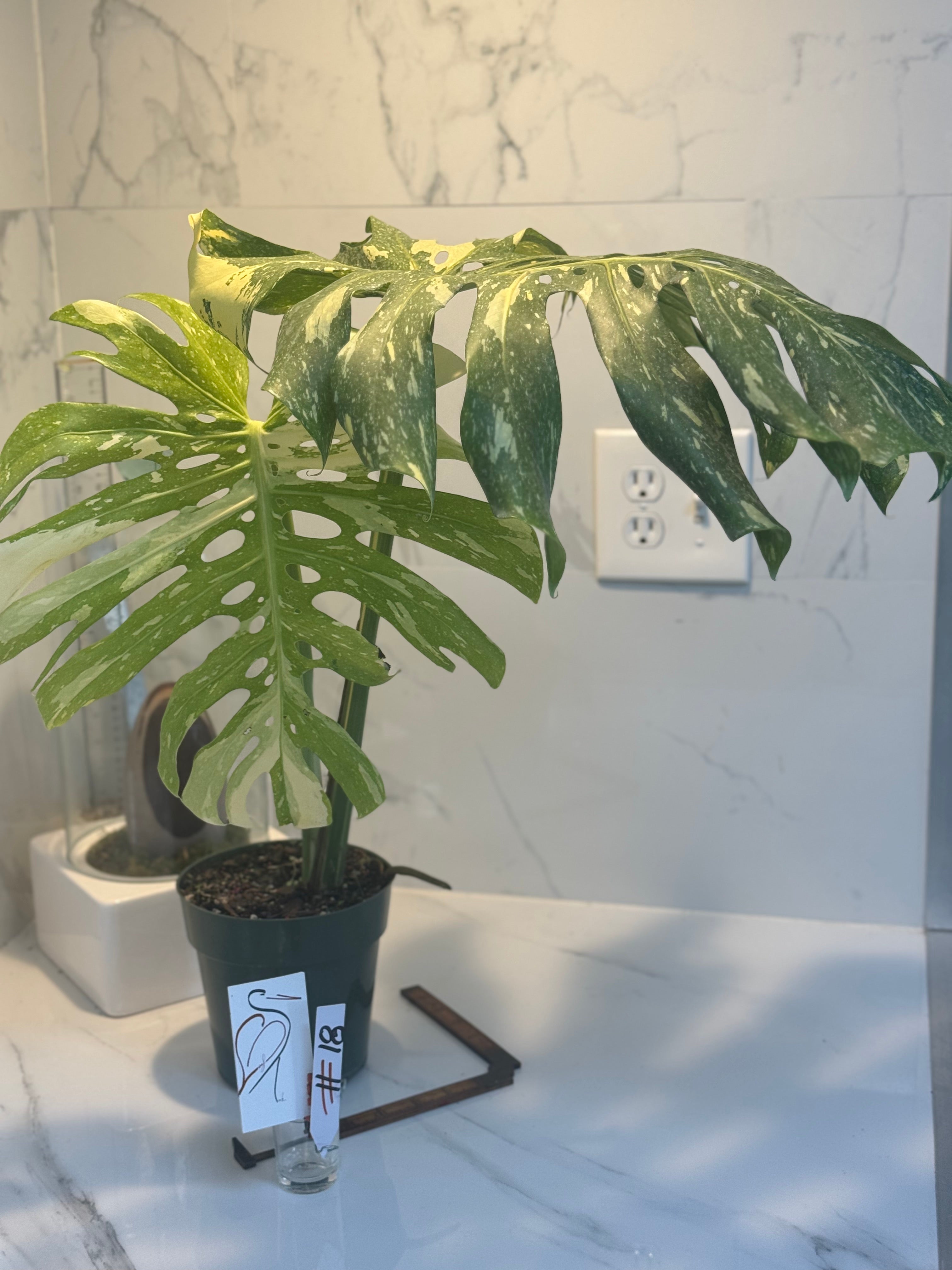 Monstera Thai Constellation #14