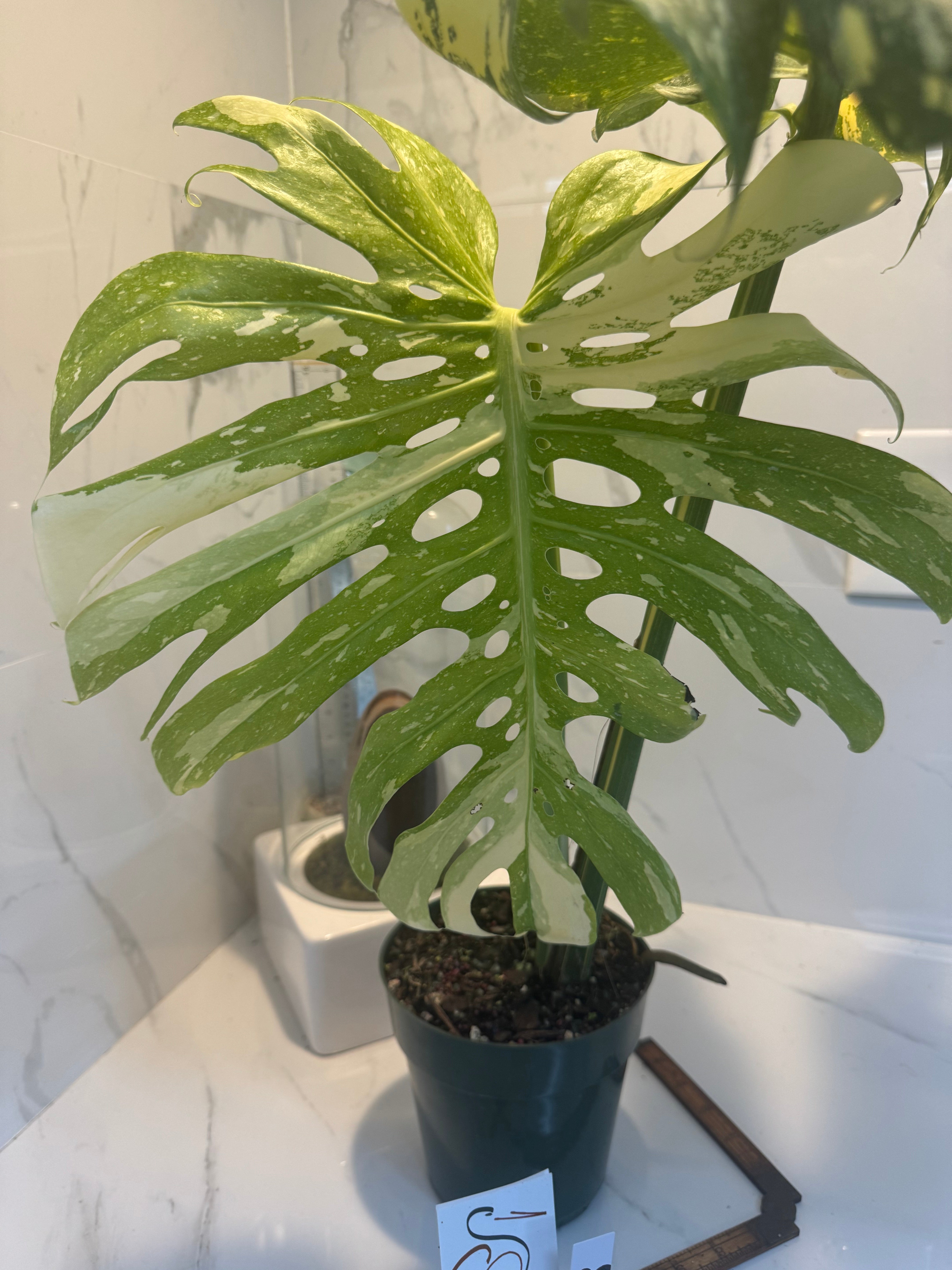 Monstera Thai Constellation #14