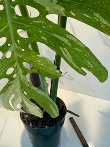 Monstera Thai Constellation #14