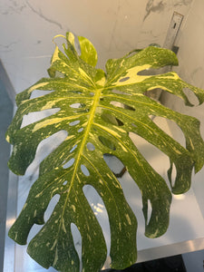 Monstera Thai Constellation #14