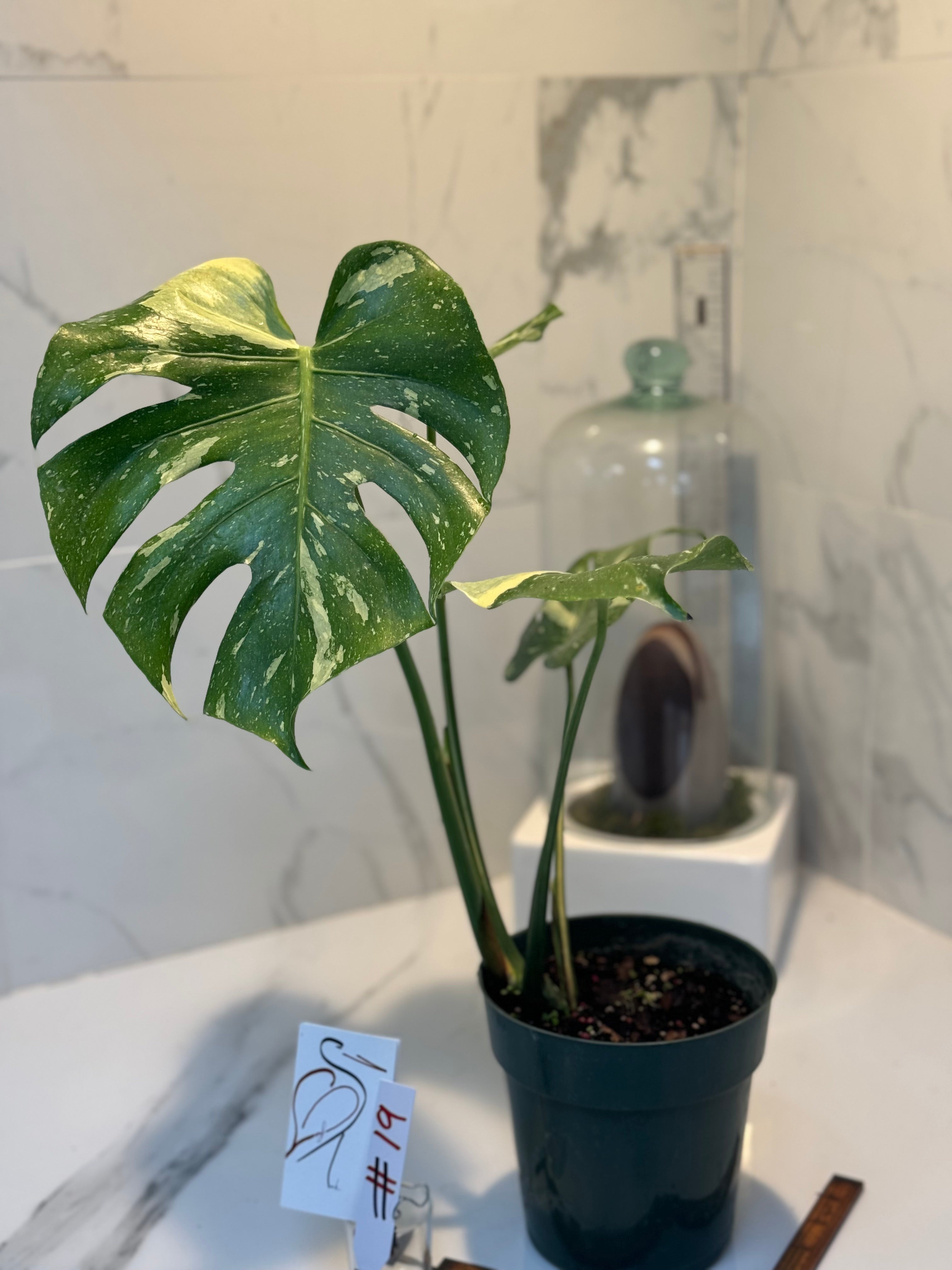 Monstera Thai Constellation #19