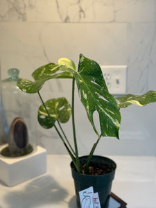 Monstera Thai Constellation #19