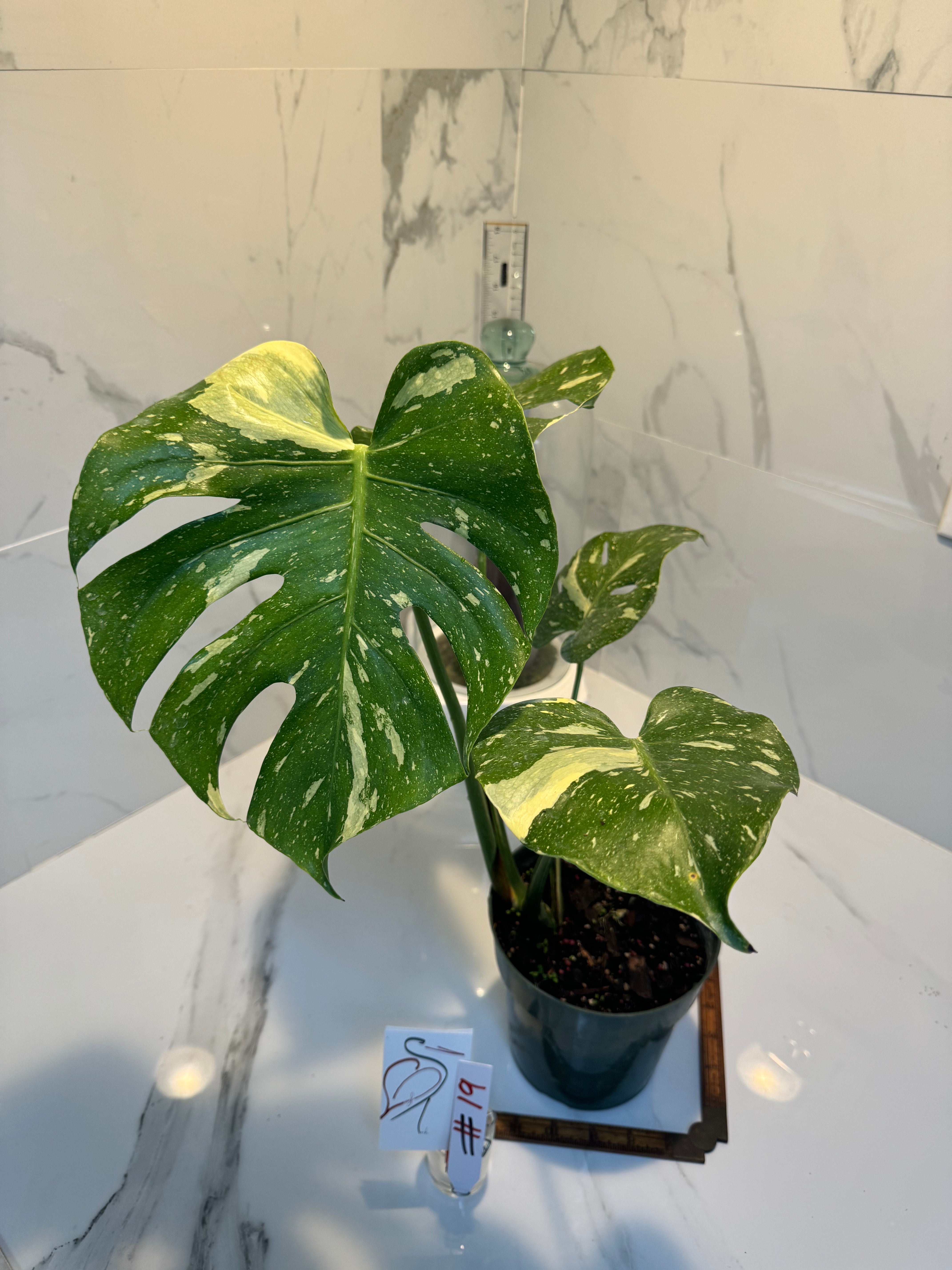 Monstera Thai Constellation #19