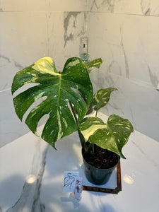 Monstera Thai Constellation #19