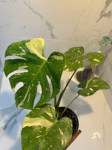 Monstera Thai Constellation #19