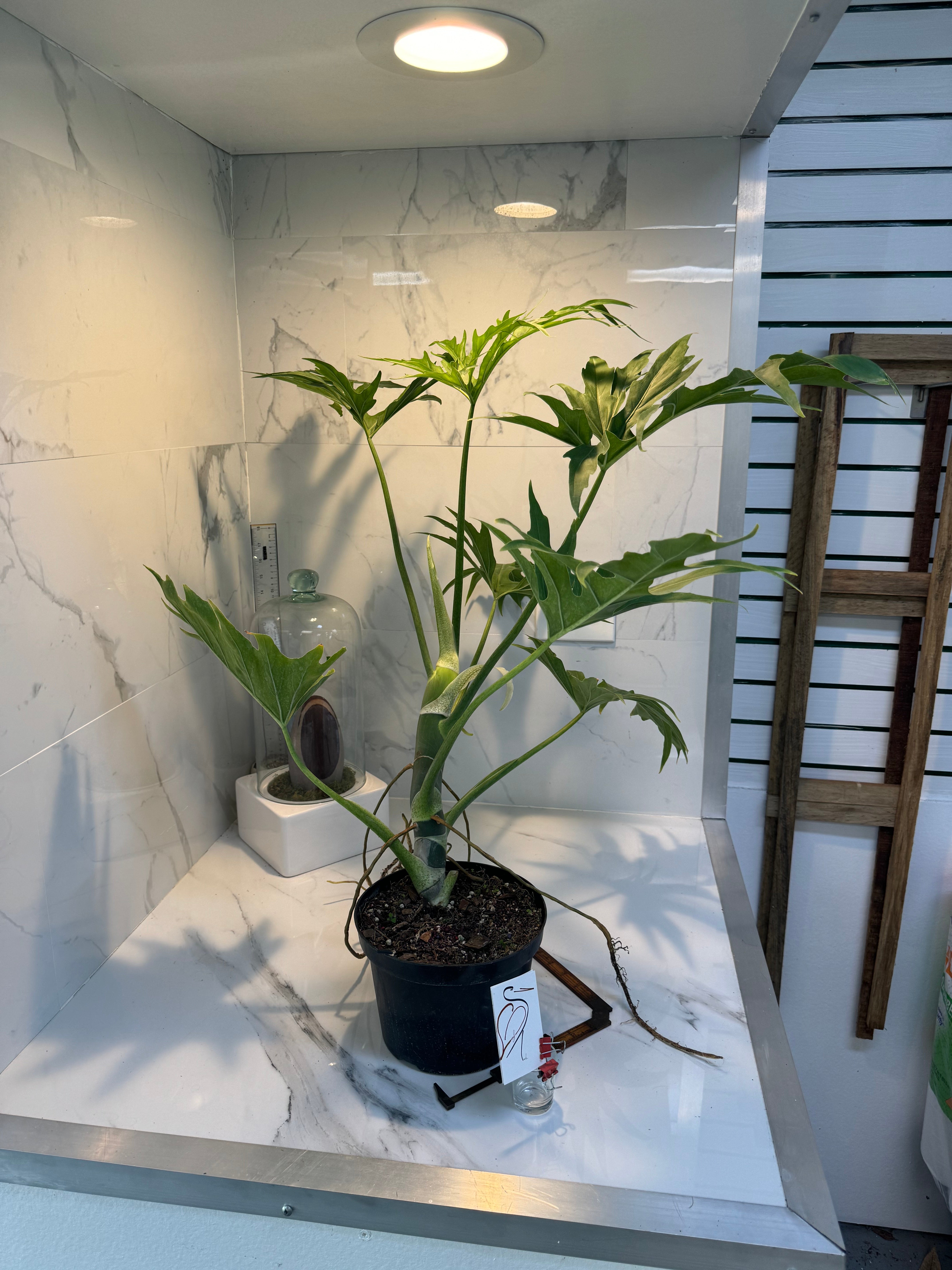 ladder philodendron Philodendron Warscewiczii – Leaf Stork