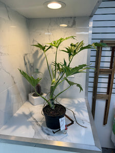 philodendron warscewiczii mature Philodendron Warscewiczii – Leaf Stork