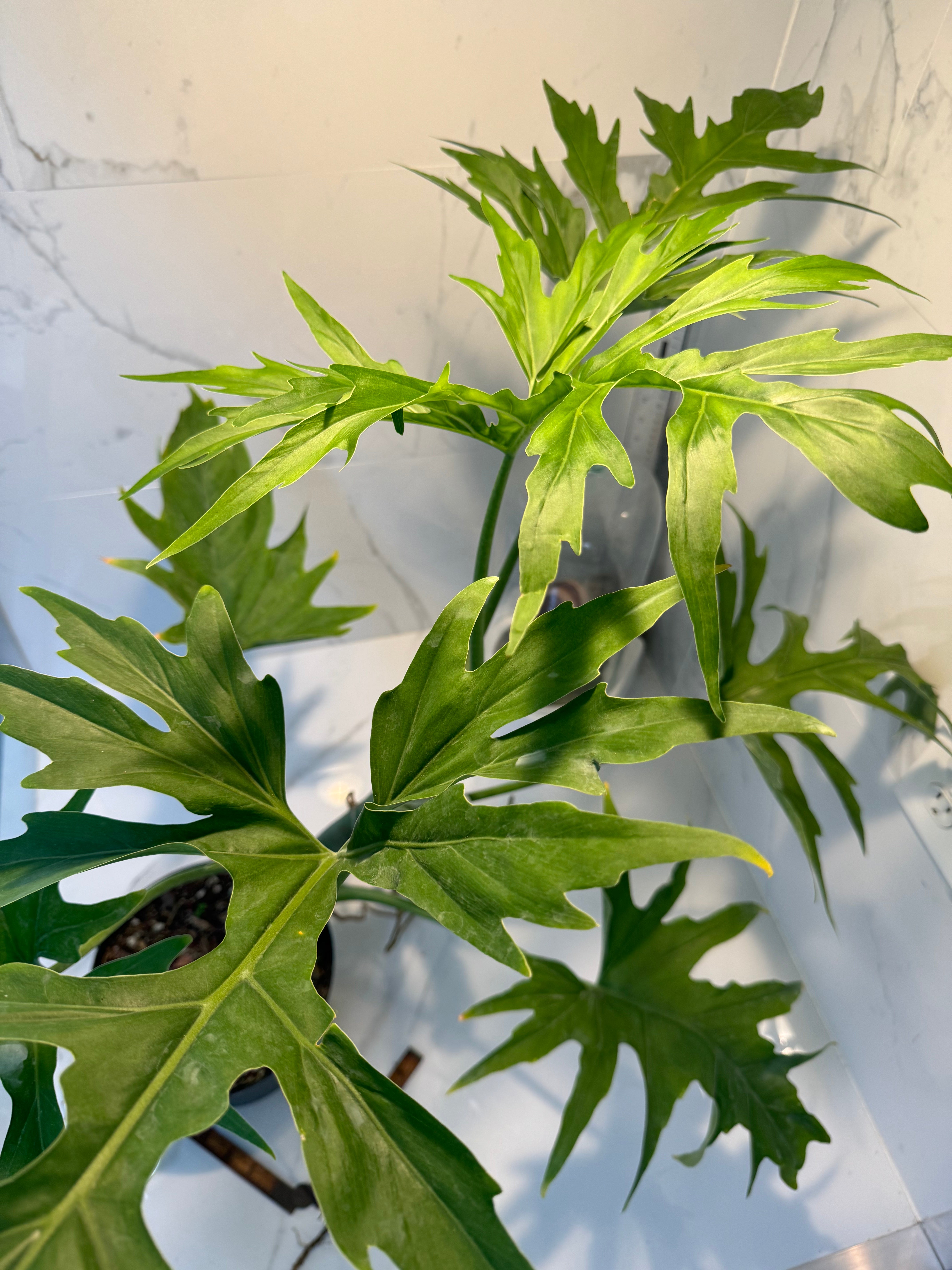 philodendron warszewiczii for sale Philodendron Warscewiczii – Leaf Stork