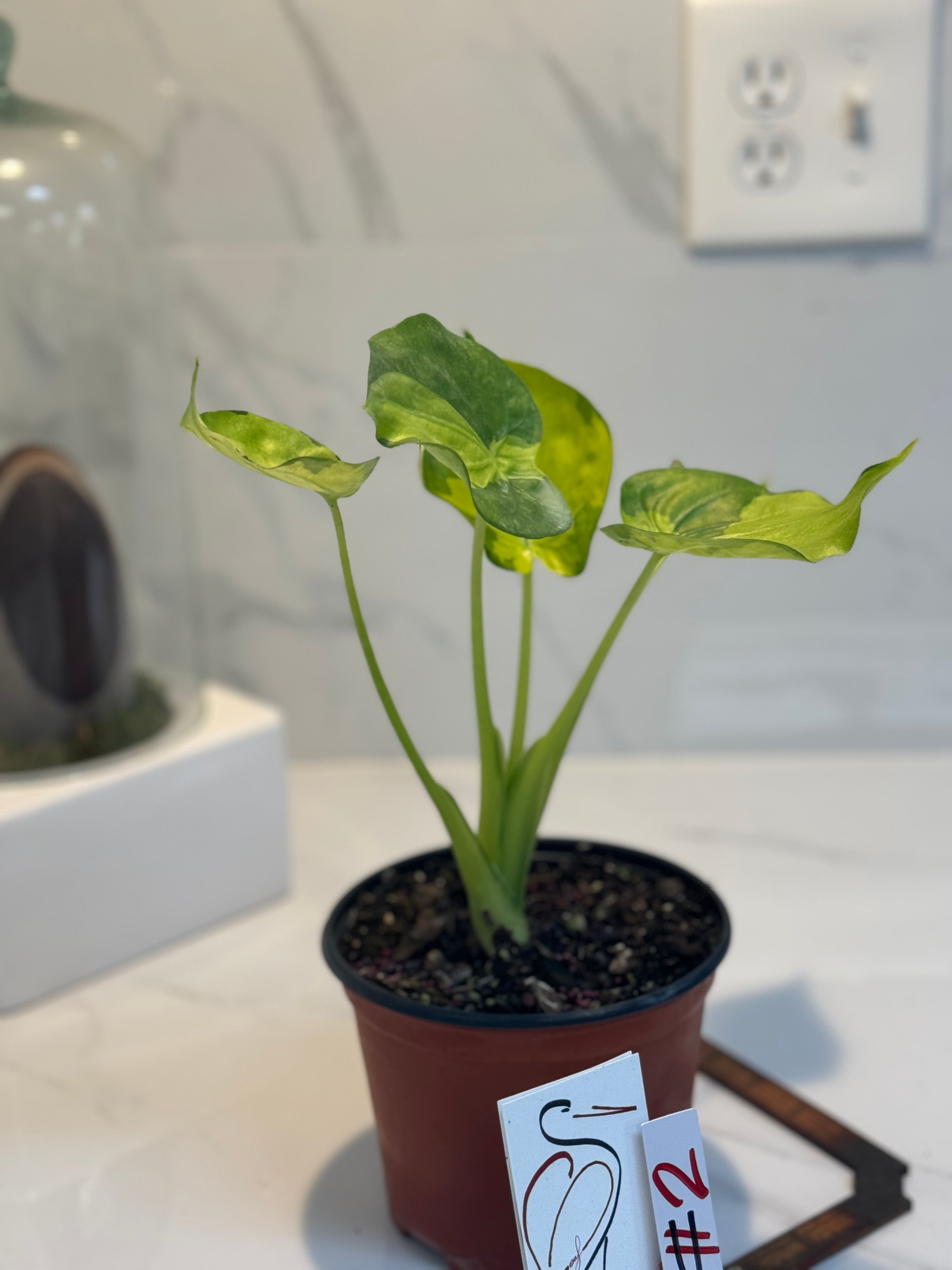 Alocasia Culcullata Variegated Aurea #02