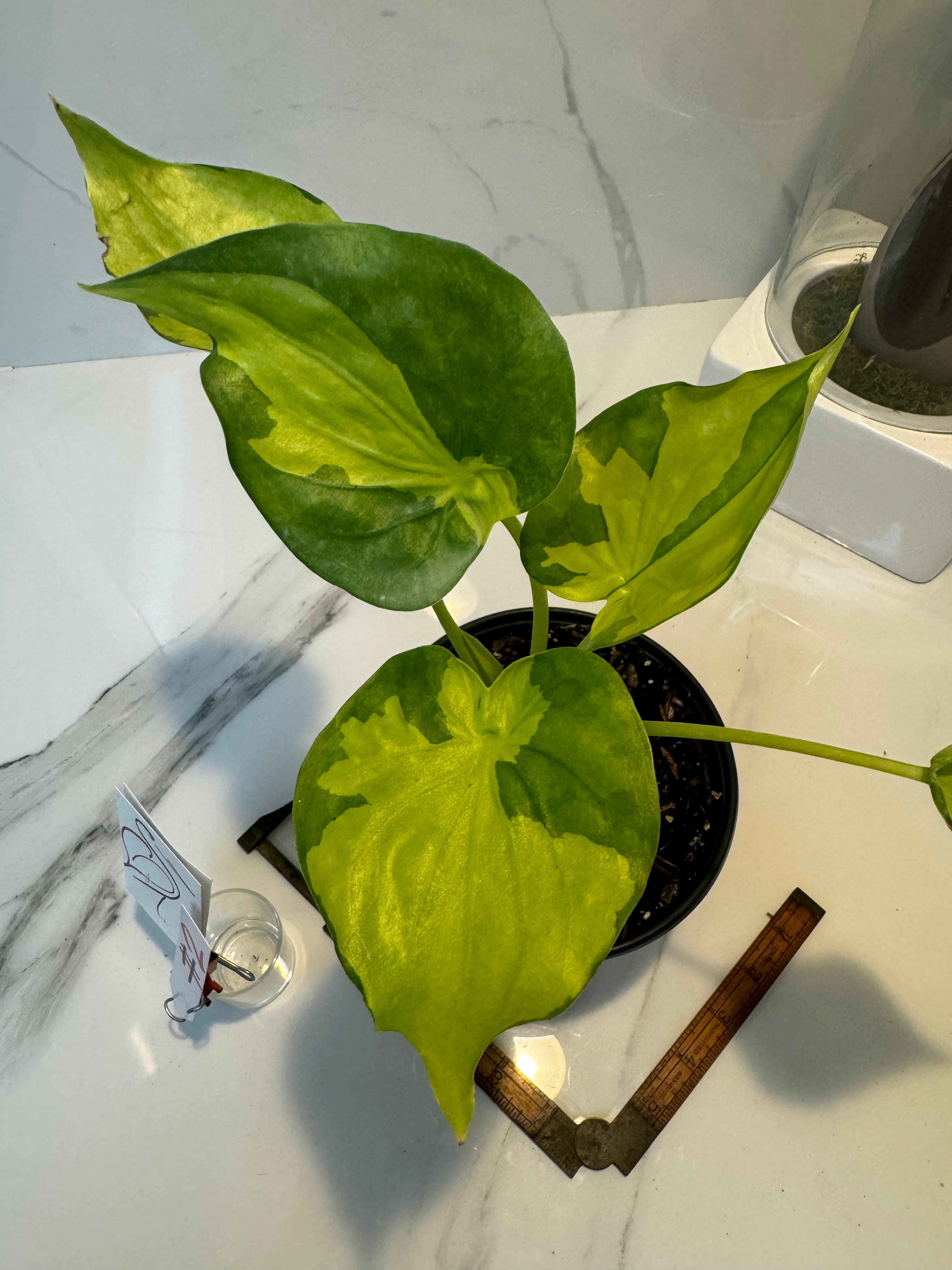 Alocasia Culcullata Variegated Aurea #02