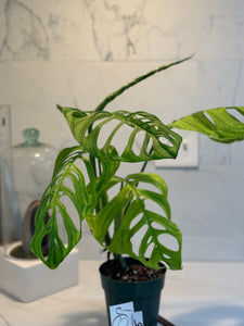 Monstera Esqueleto #05