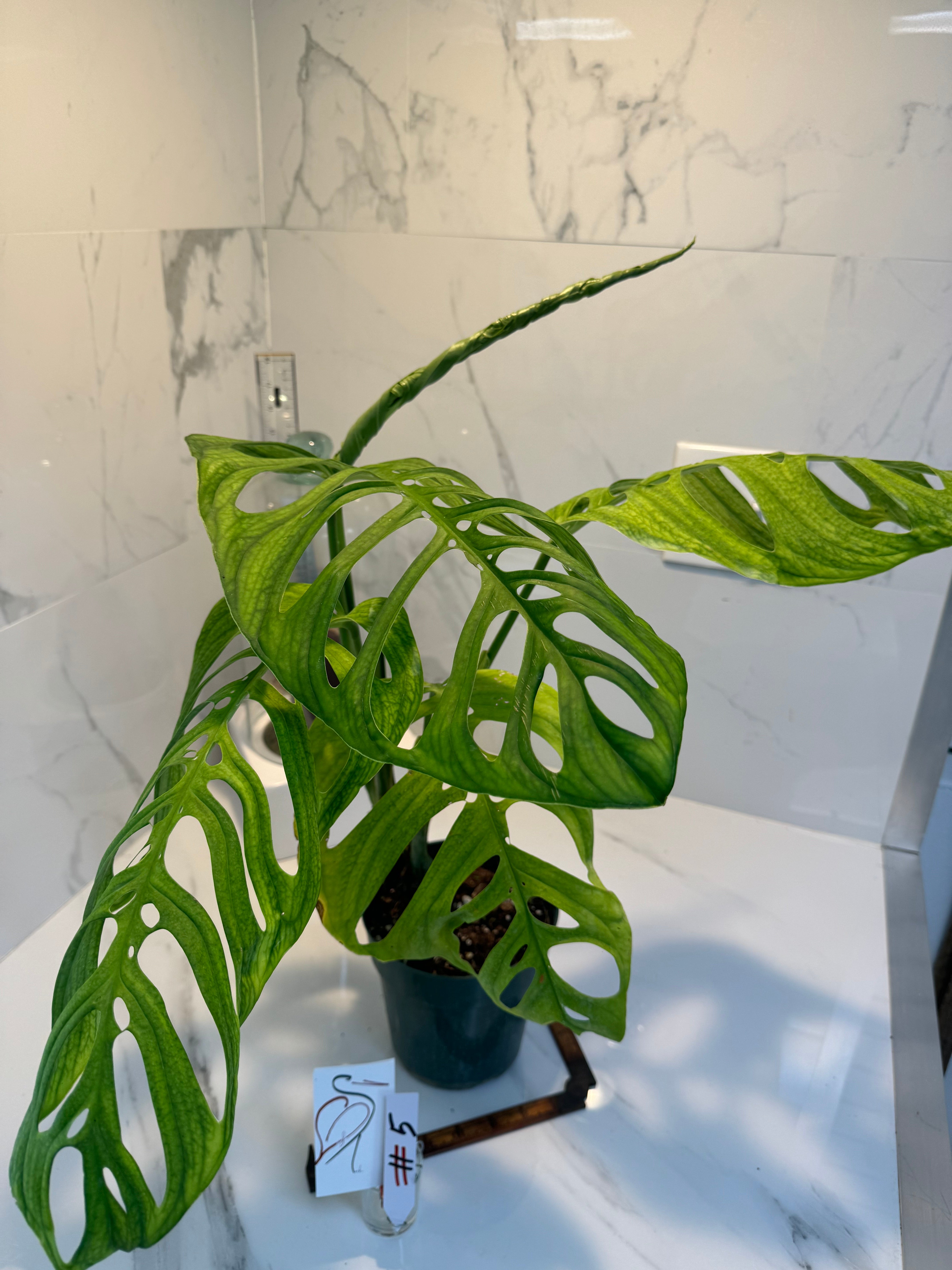 Monstera Esqueleto #05