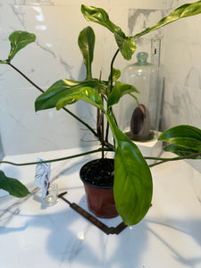 Philodendron ‘Bette Waterbury’ 69686 #07