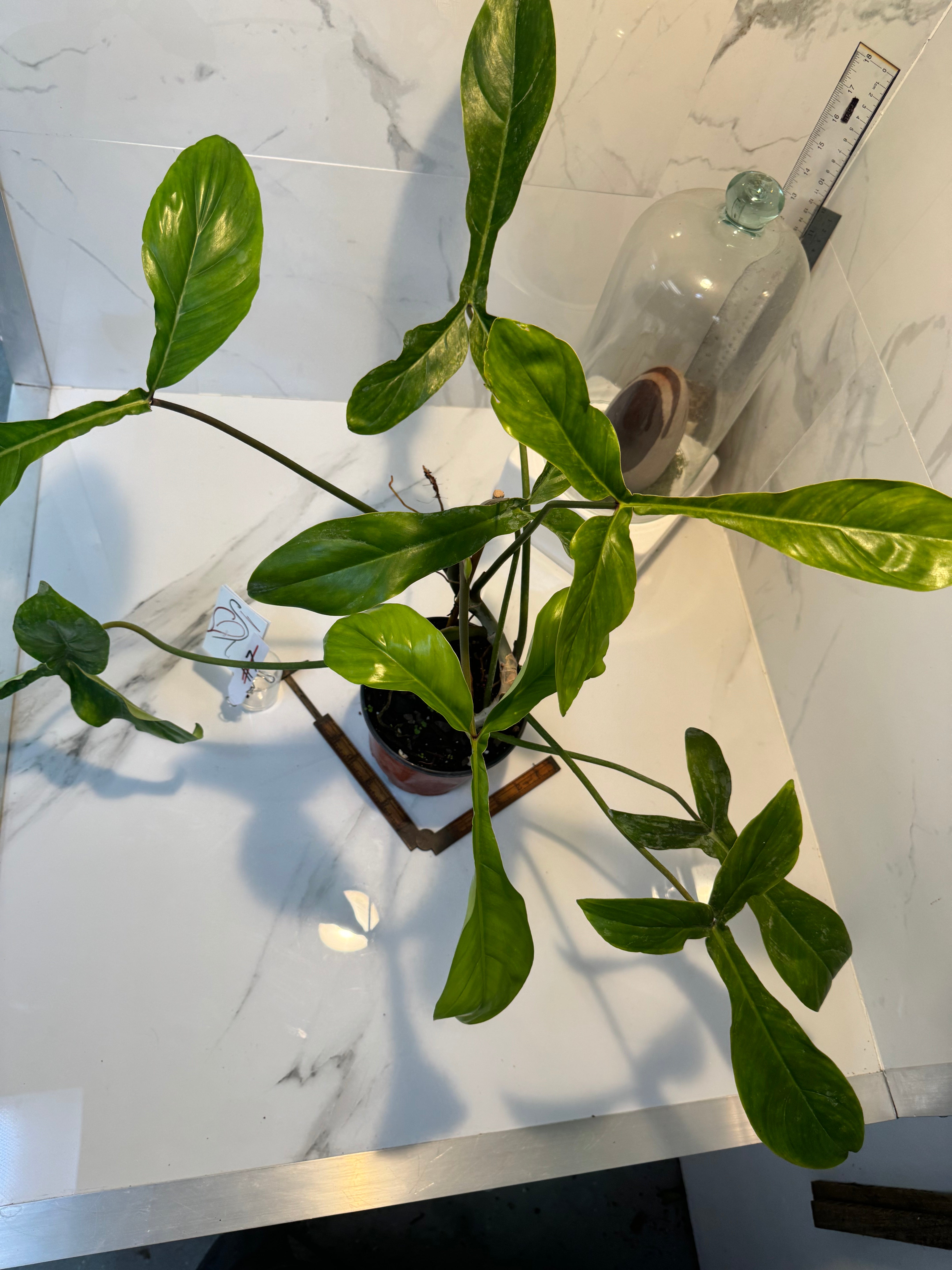 Philodendron ‘Bette Waterbury’ 69686 #07