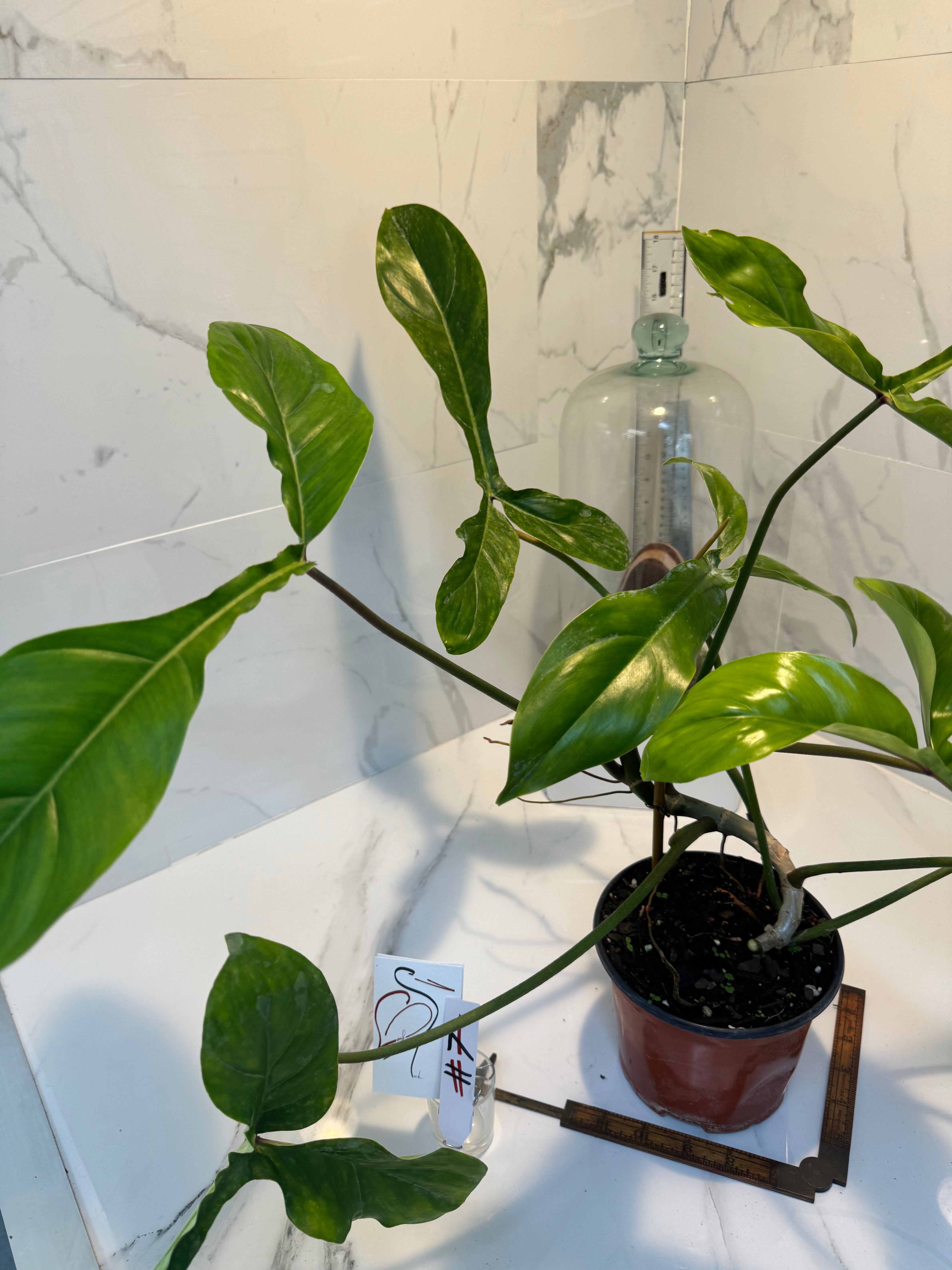 Philodendron ‘Bette Waterbury’ 69686 #07