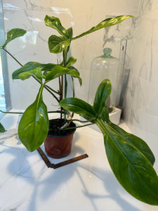 Philodendron ‘Bette Waterbury’ 69686 #07