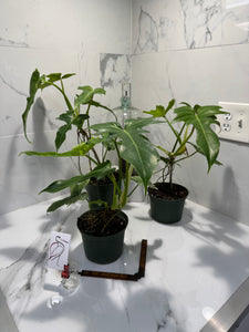 Golden Dragon ２Ａ３ Premium ペアを２ペア（４本） Philodendron Golden Dragon - Rare Lobed Climbing Philodendron