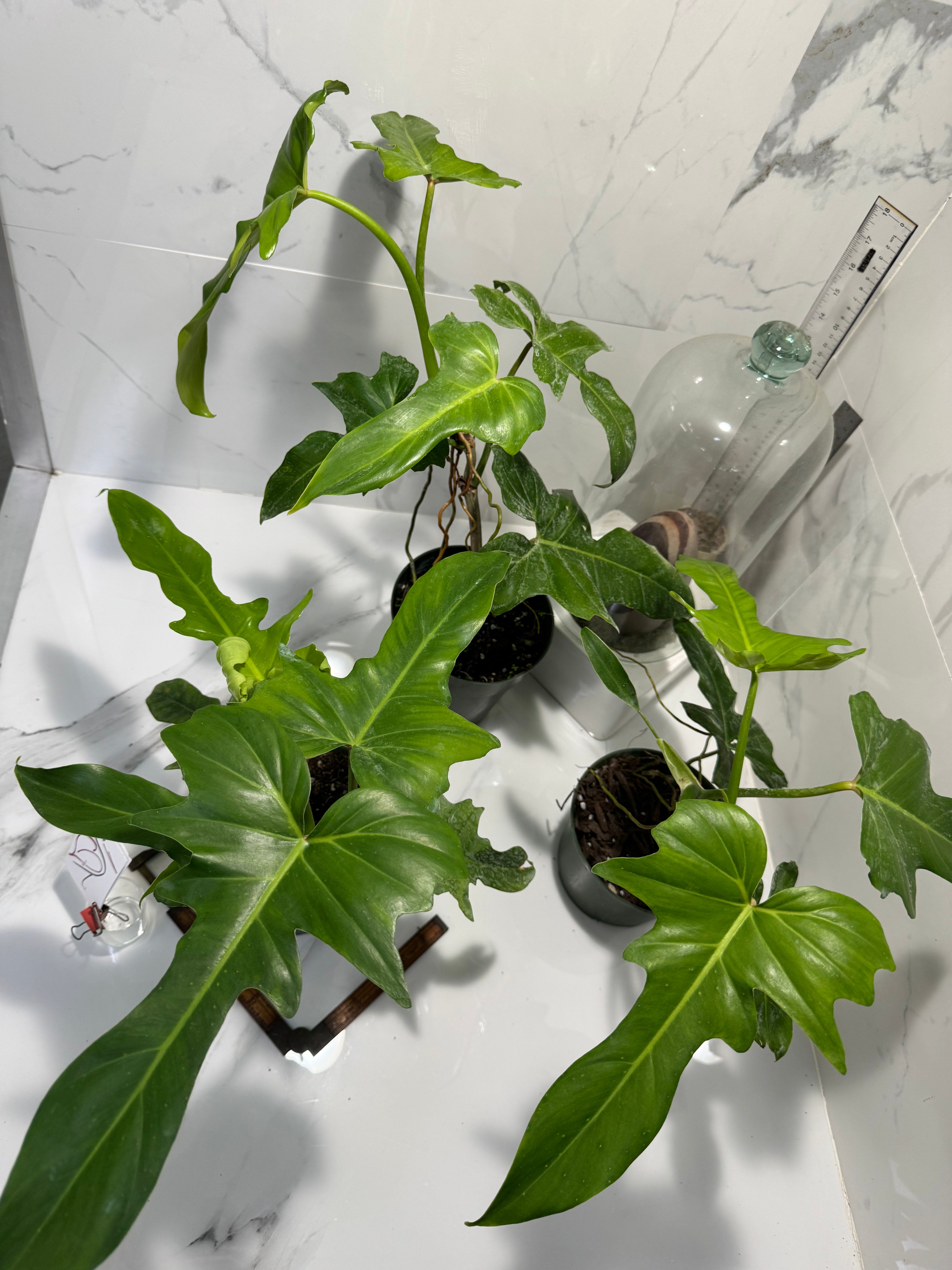 Golden Dragon ２Ａ３ Premium ペアを２ペア（４本） Philodendron Golden Dragon - Rare Lobed Climbing Philodendron