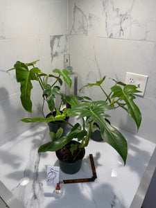 Philodendron Golden Dragon - Rare Lobed Climbing Philodendron