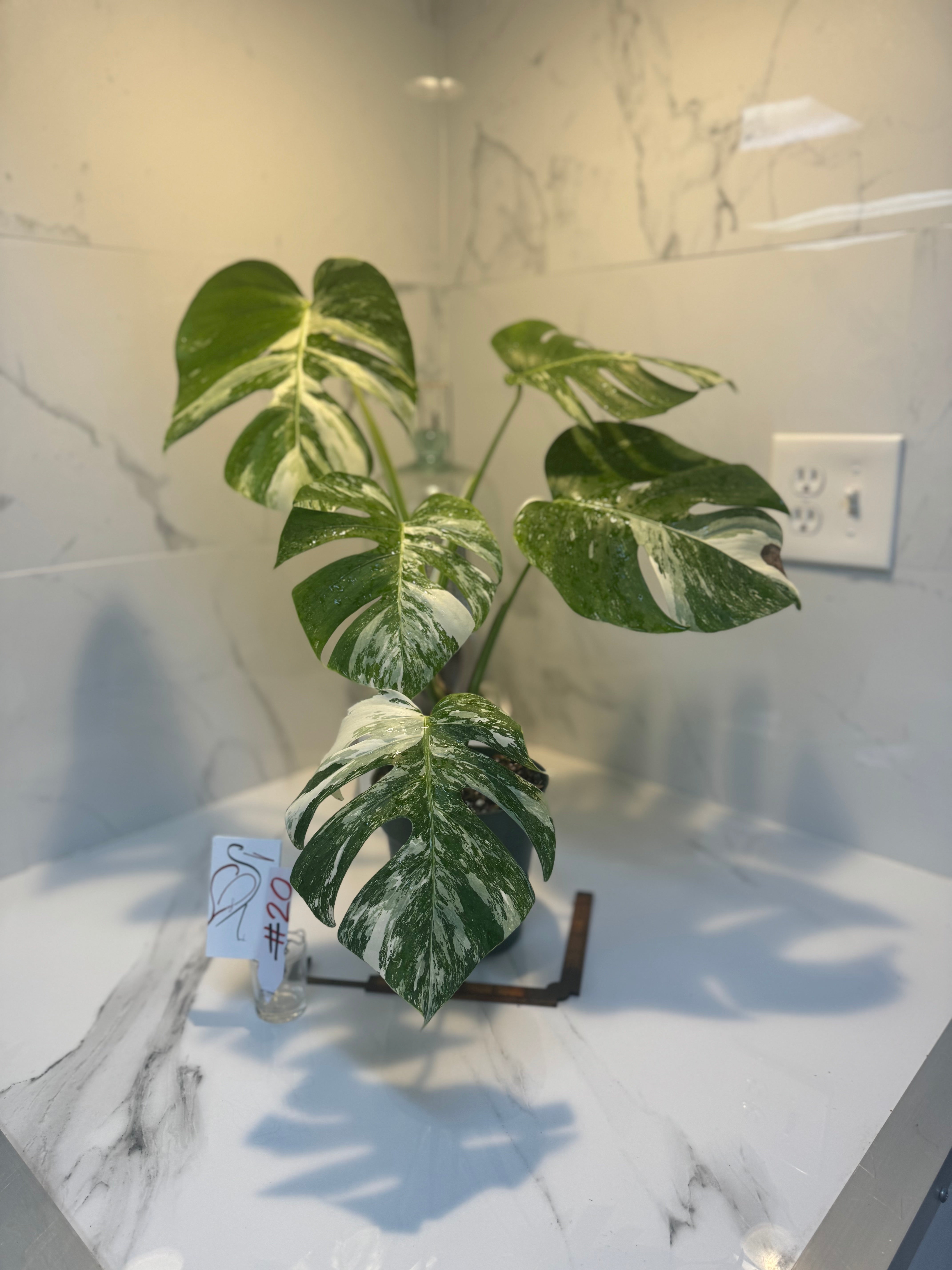 Monstera borsigiana albo-variegata #20