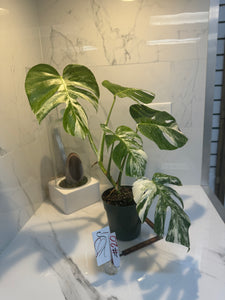 Monstera borsigiana albo-variegata #20