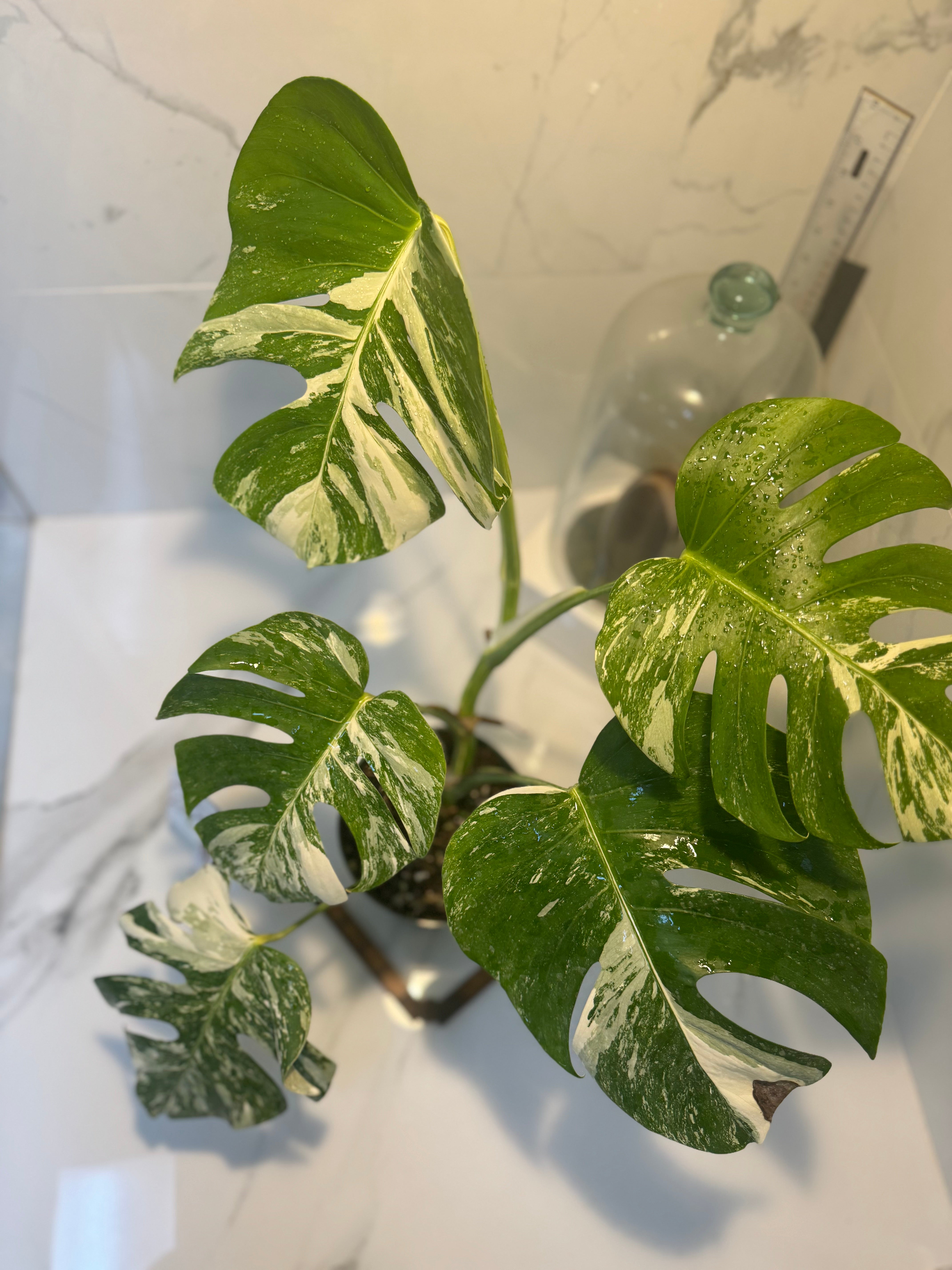 Monstera borsigiana albo-variegata #20