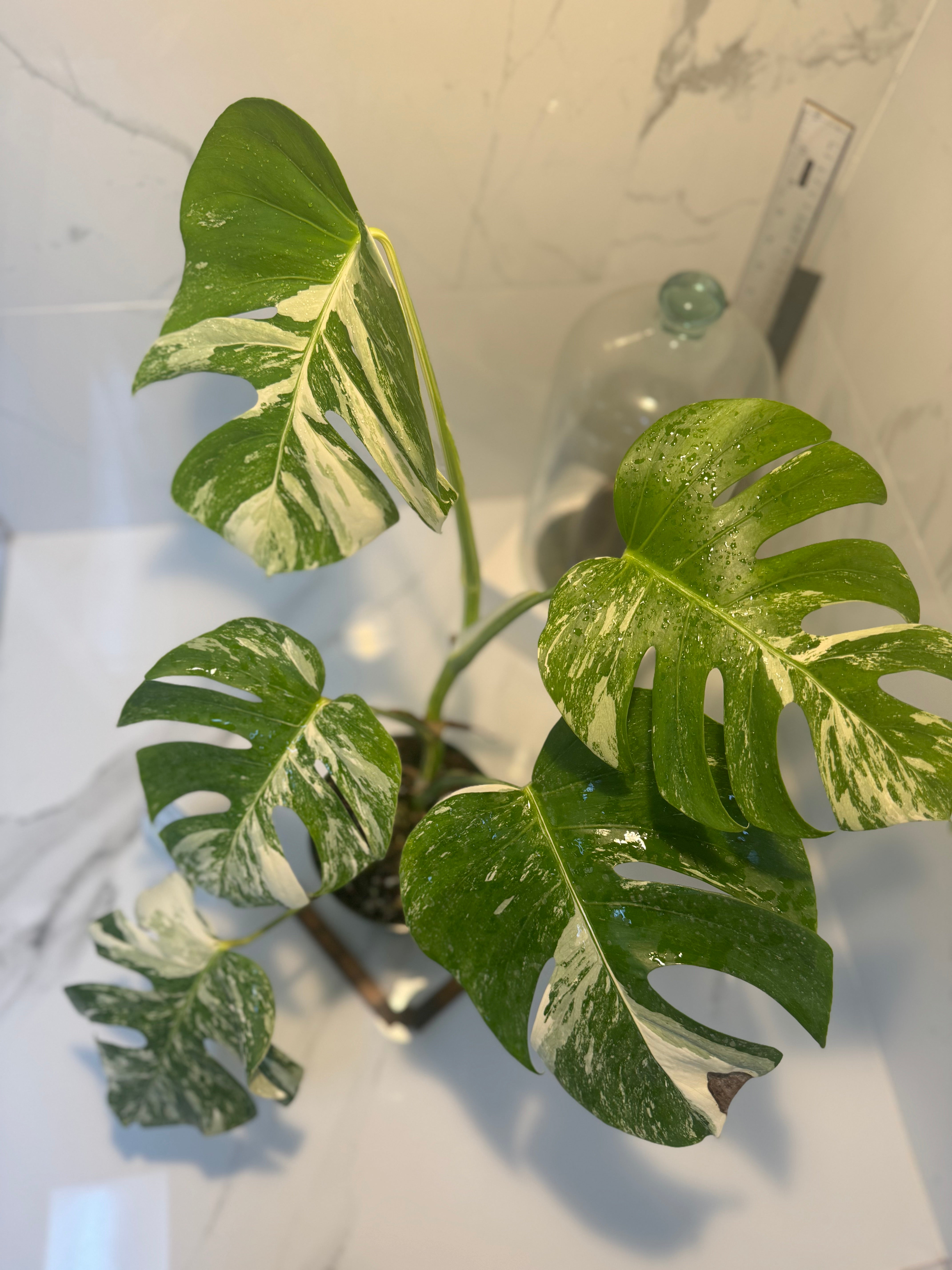 Monstera borsigiana albo-variegata #20