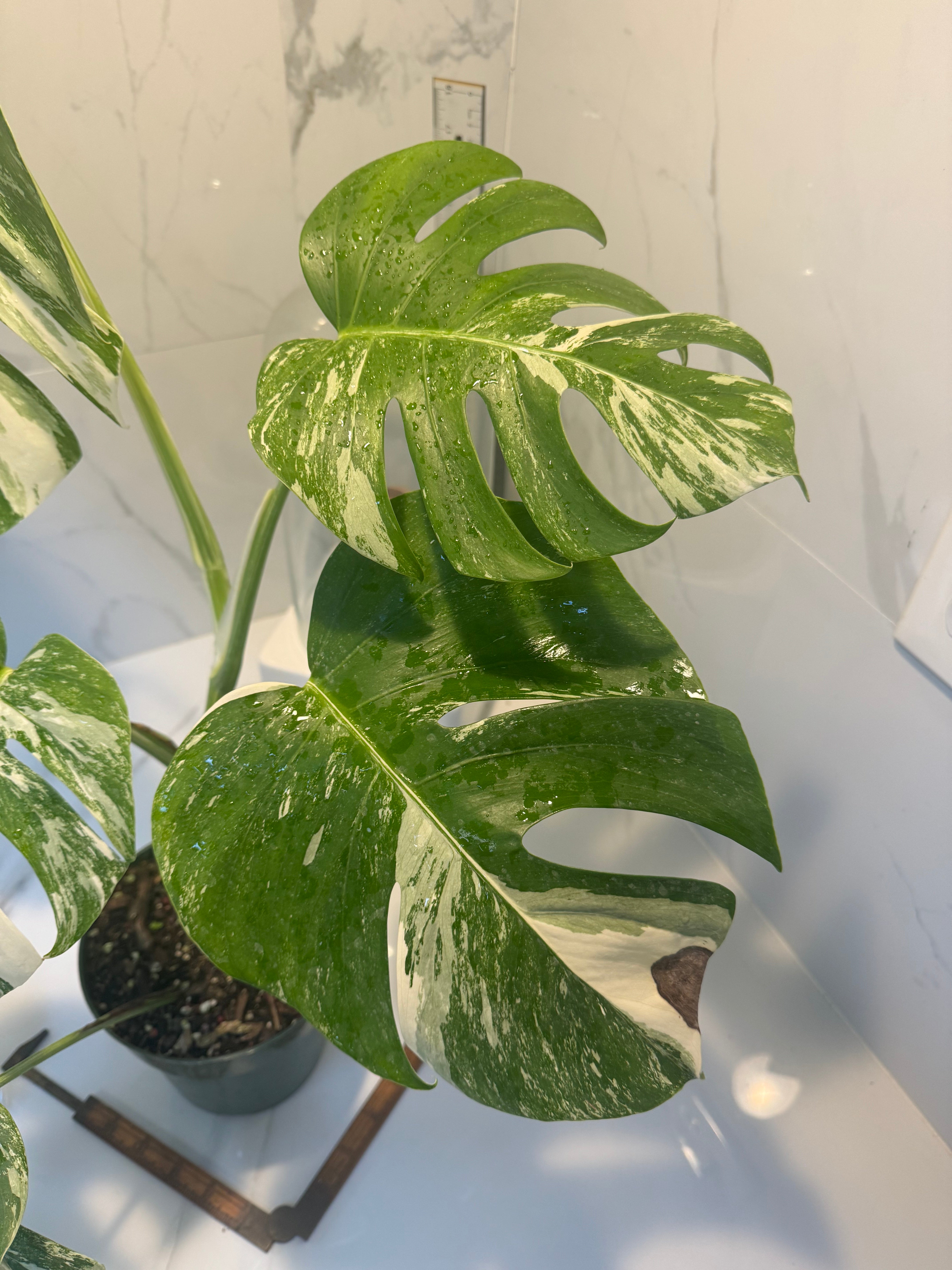 Monstera borsigiana albo-variegata #20