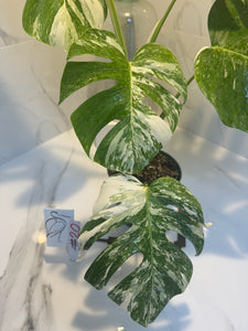 Monstera borsigiana albo-variegata #20