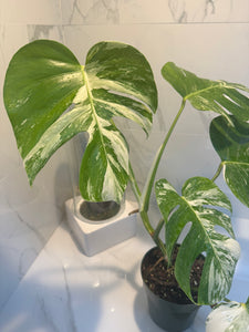 Monstera borsigiana albo-variegata #20