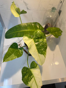 Philodendron Jose Buono #39