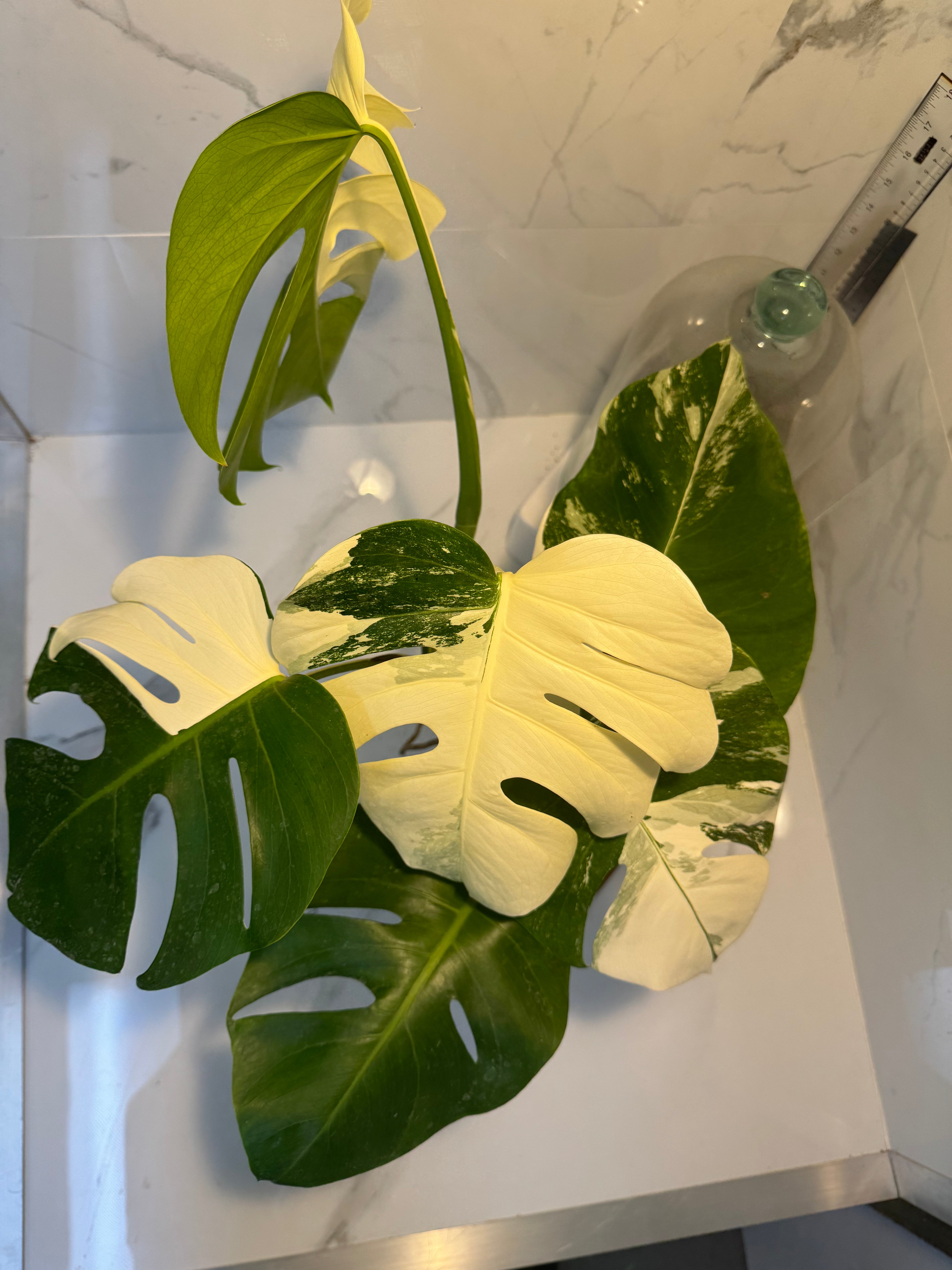 Monstera Borsigiana albo-variegata #22