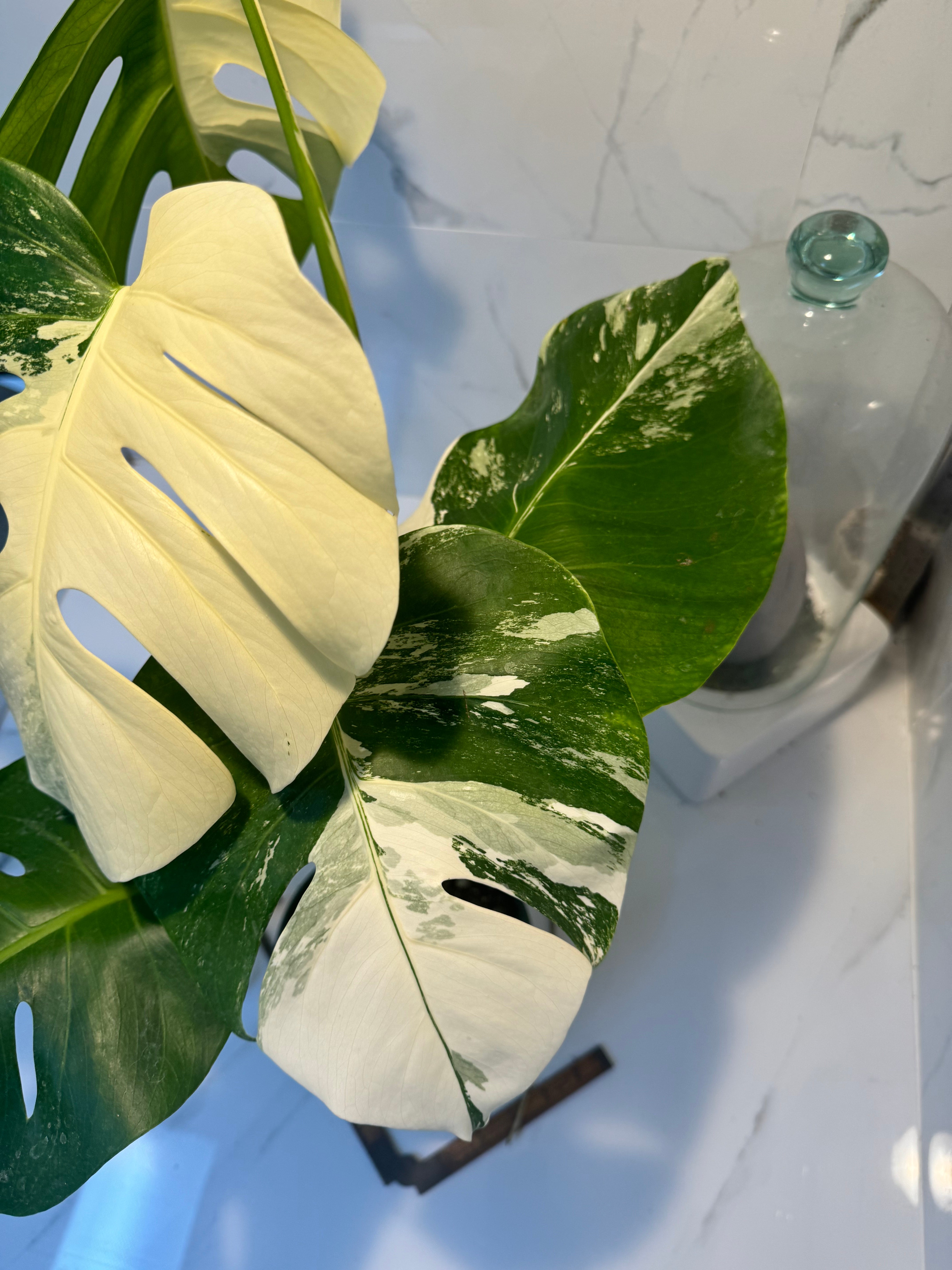 Monstera Borsigiana albo-variegata #22