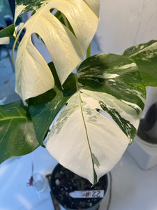 Monstera Borsigiana albo-variegata #22