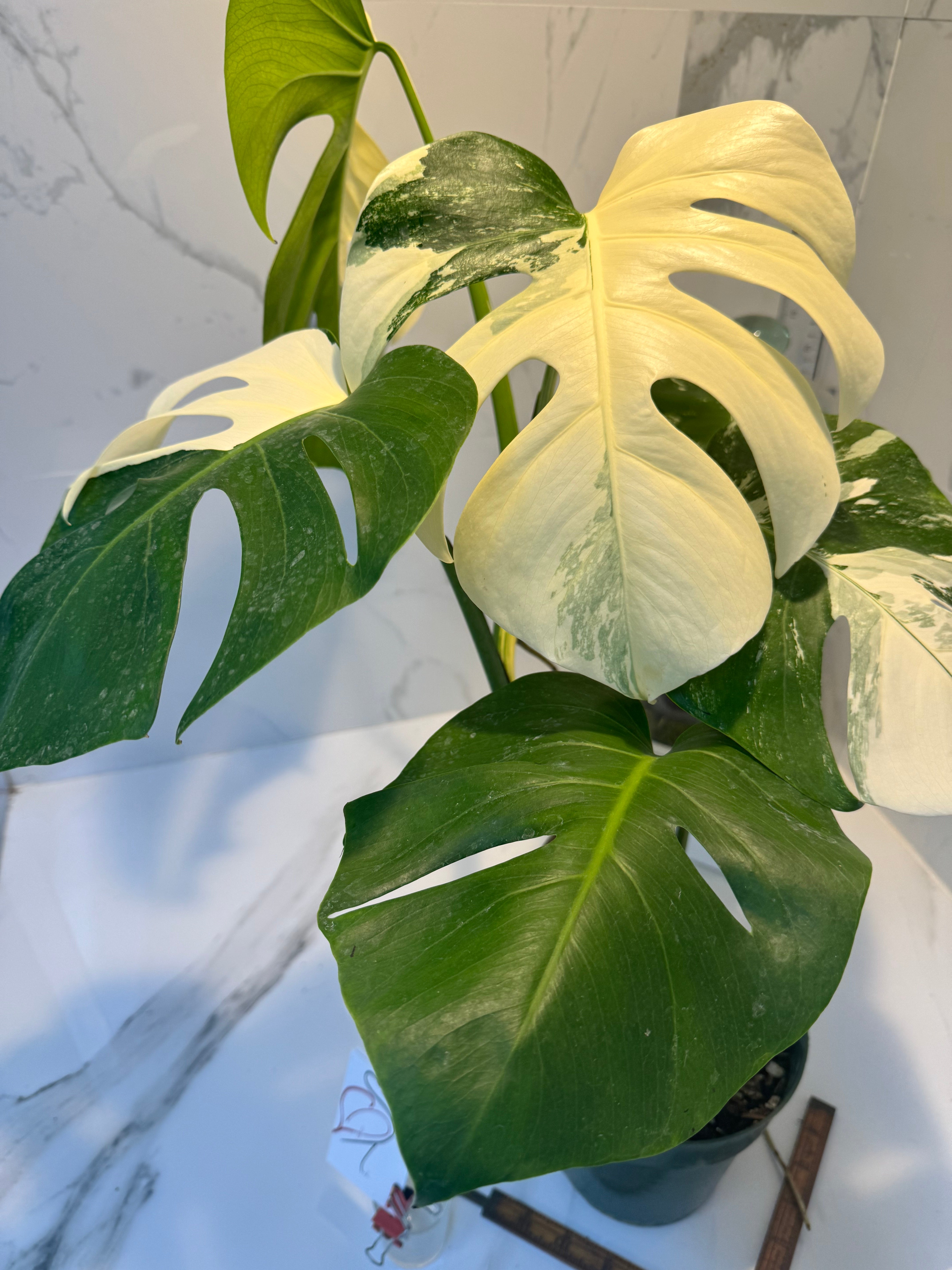 Monstera Borsigiana albo-variegata #22