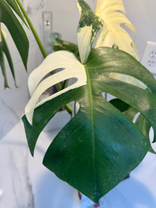 Monstera Borsigiana albo-variegata #22