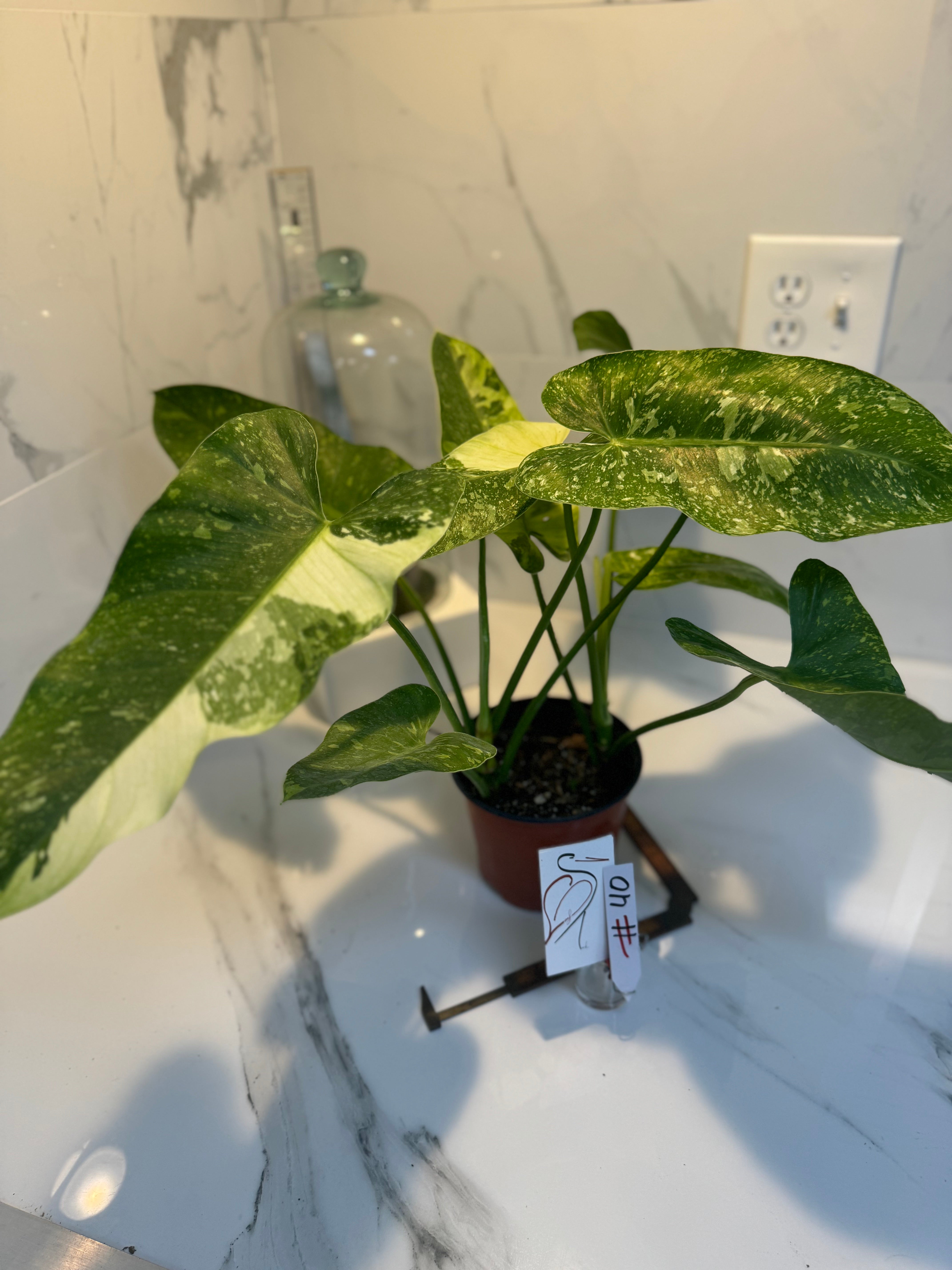 Philodendron Jose Buono #40