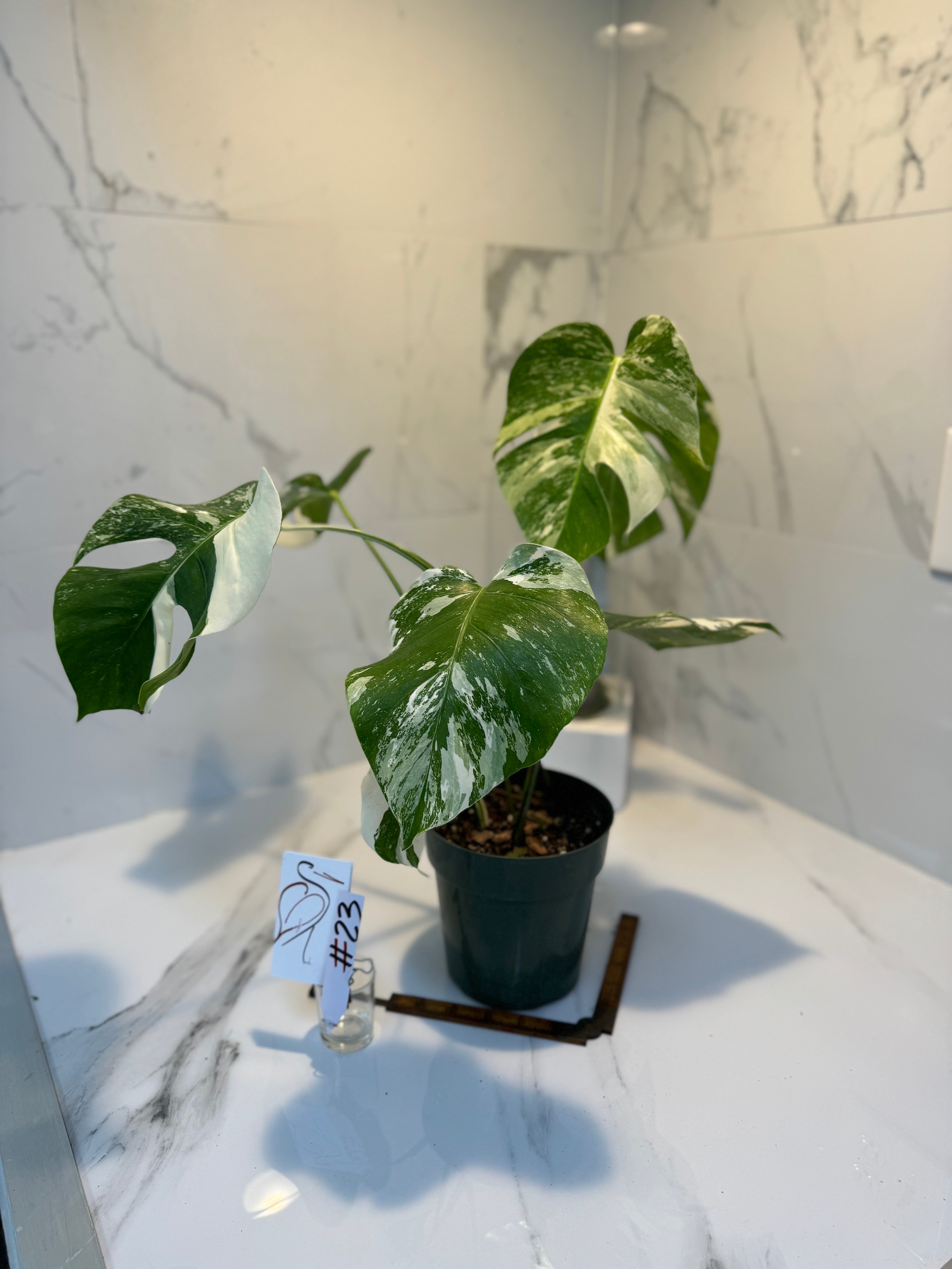 Monstera borsigiana albo-variegata #23