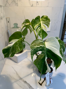 Monstera borsigiana albo-variegata #23