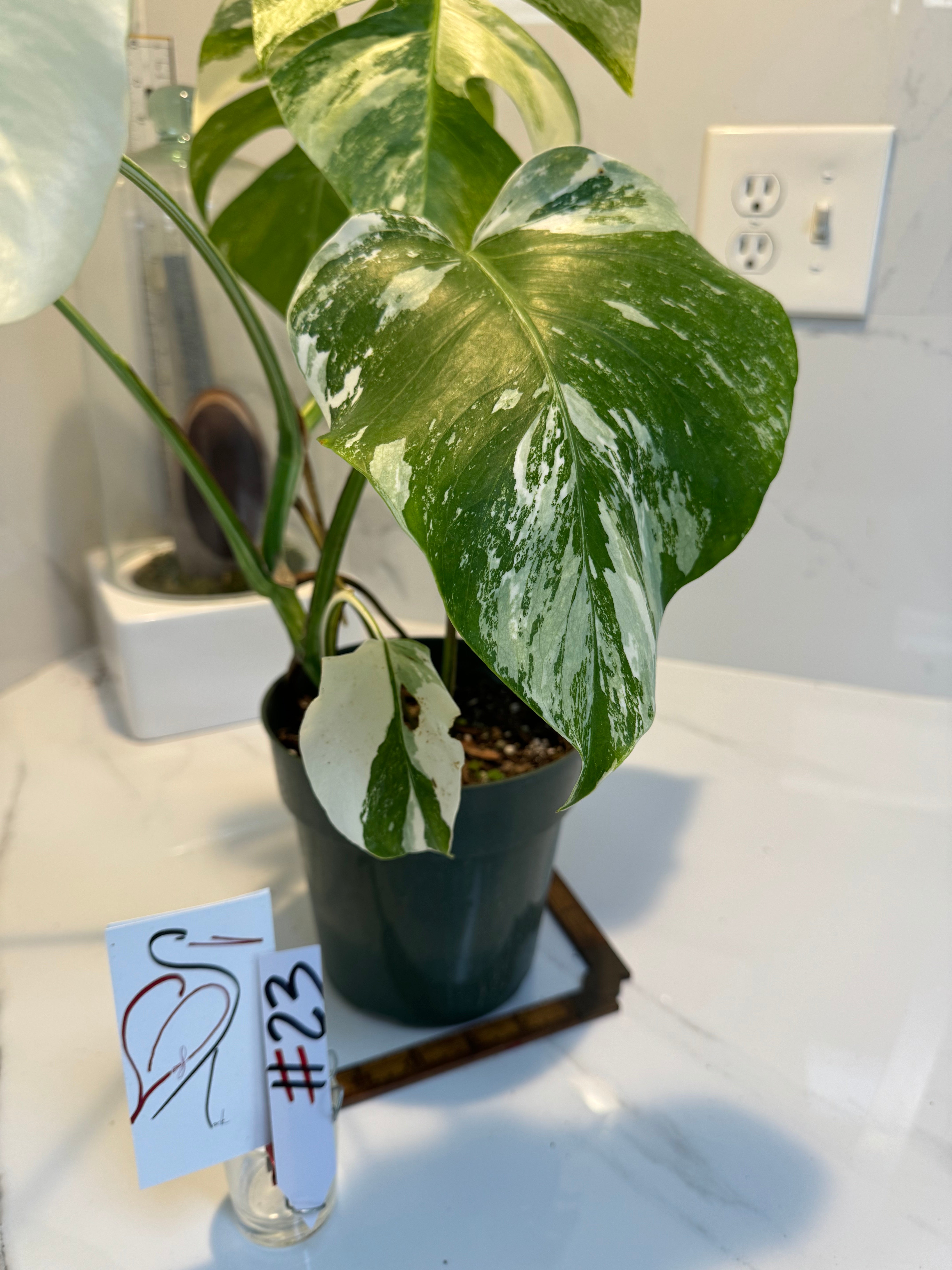 Monstera borsigiana albo-variegata #23