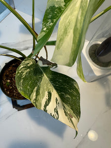 Monstera borsigiana albo-variegata #23